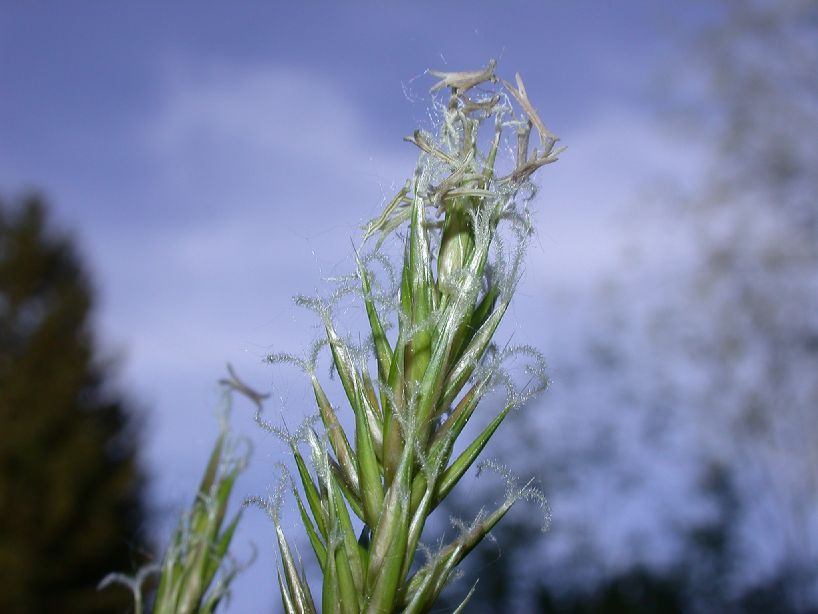 Poaceae Anthoxanthum odoratum