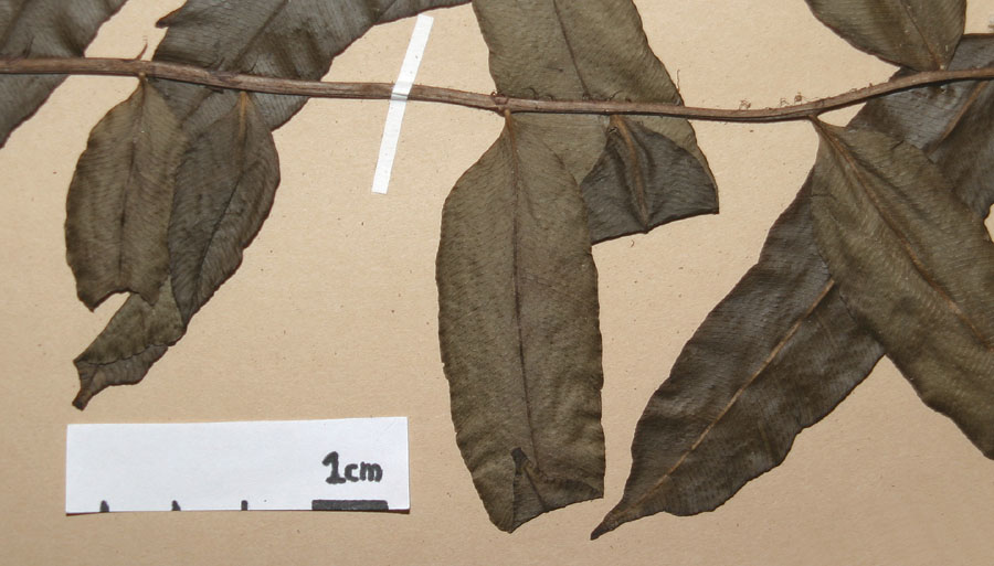 Lomariopsidaceae Lomariopsis japurensis