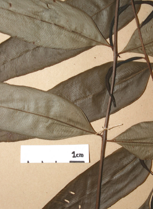 Lomariopsidaceae Lomariopsis nigropaleata