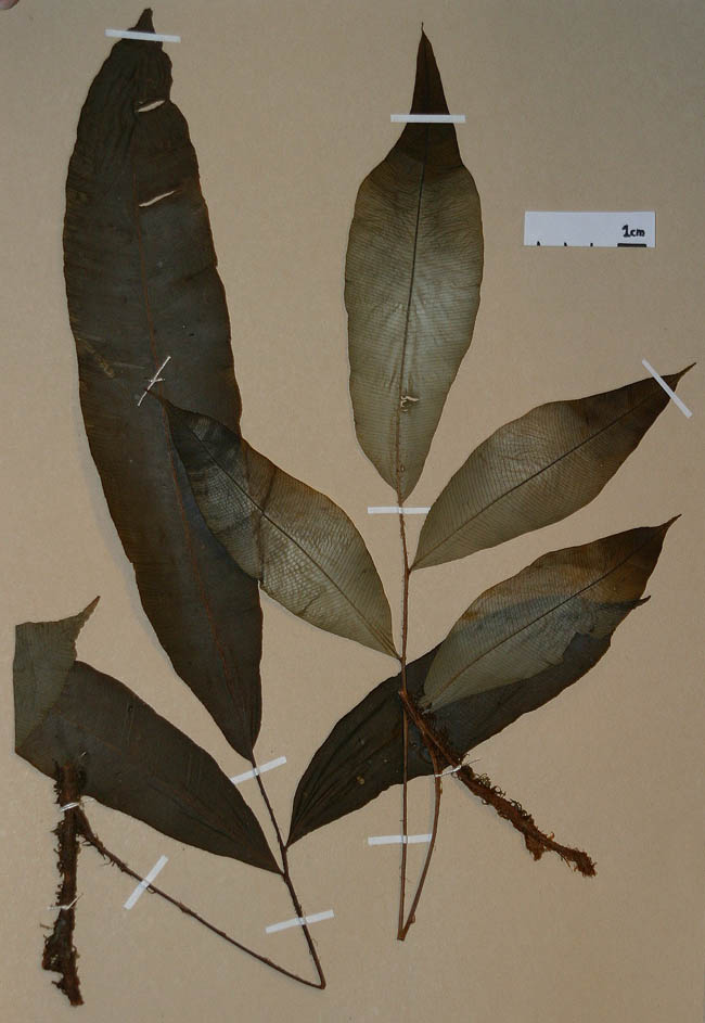 Lomariopsidaceae Lomariopsis prieuriana