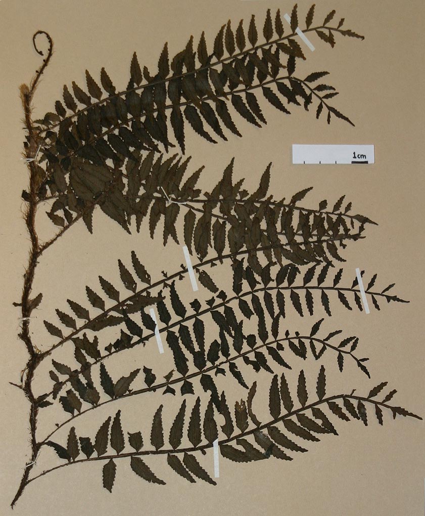 Lomariopsidaceae Lomariopsis fendleri
