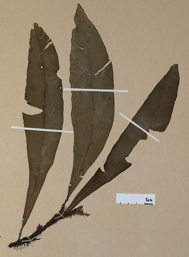 Lomariopsidaceae Lomariopsis latipinna