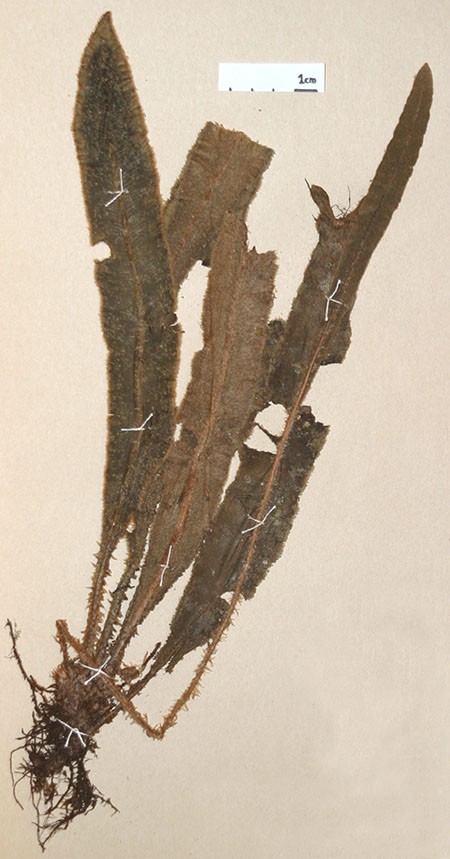 Dryopteridaceae Elaphoglossum plumosum