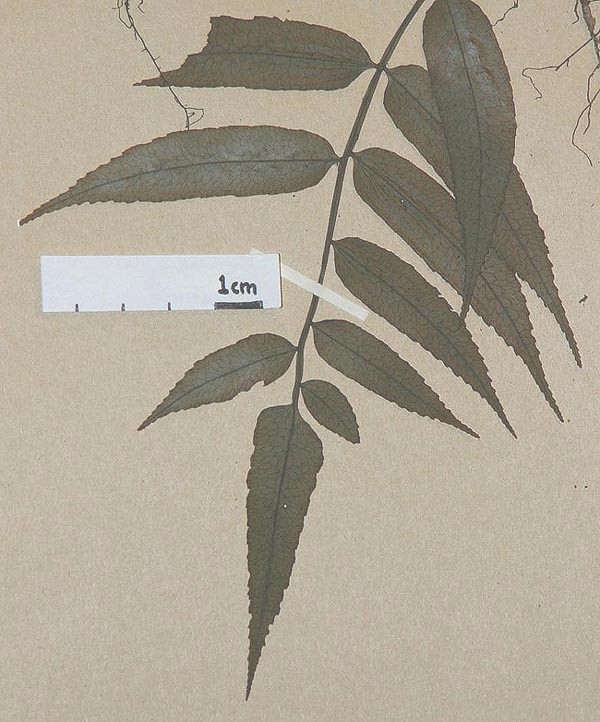 Dryopteridaceae Lomagramma guianensis
