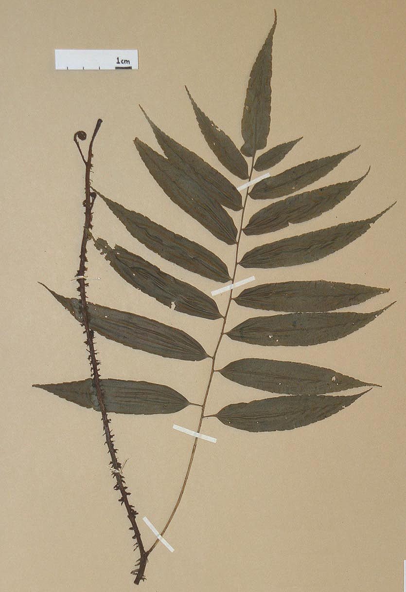 Dryopteridaceae Lomagramma guianensis