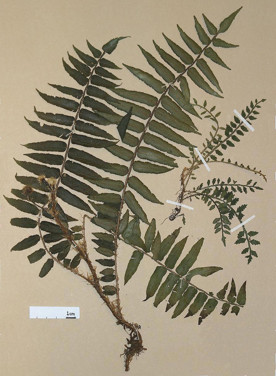 Lomariopsidaceae Lomariopsis fendleri