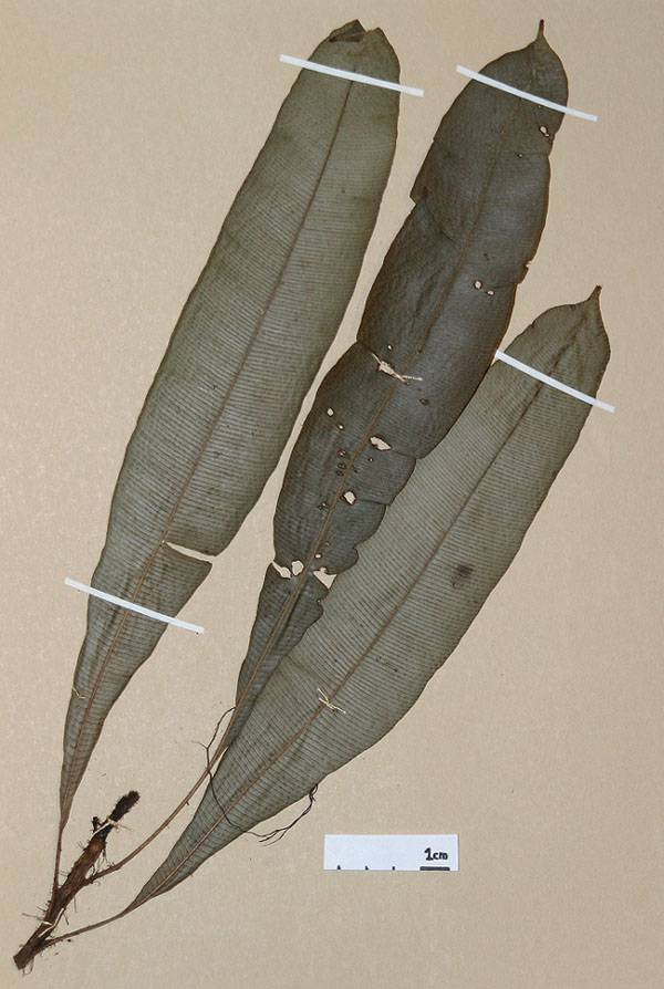 Lomariopsidaceae Lomariopsis nigropaleata