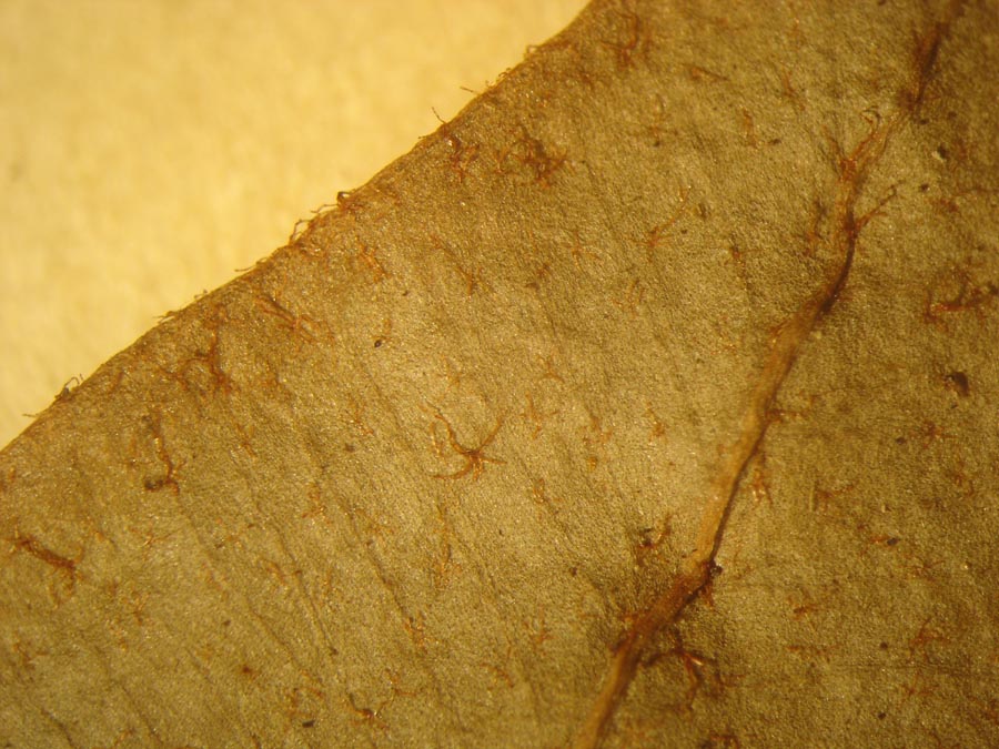 Dryopteridaceae Elaphoglossum discolor