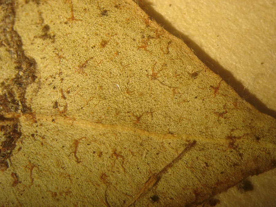 Dryopteridaceae Elaphoglossum discolor