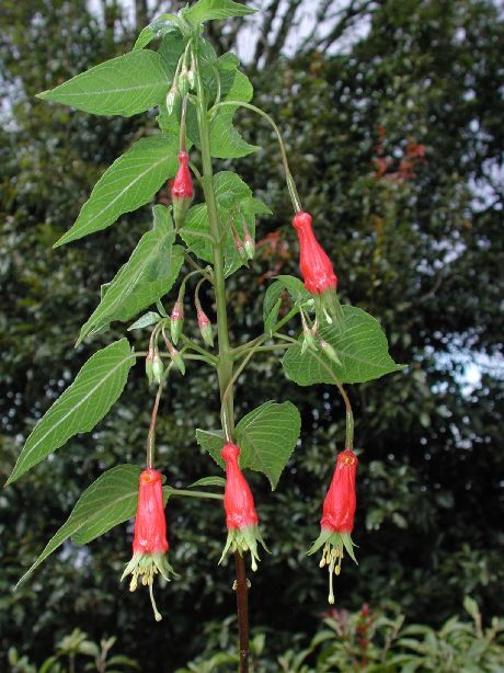 Onagraceae Fuchsia splendens