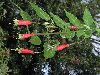 image of Fuchsia splendens