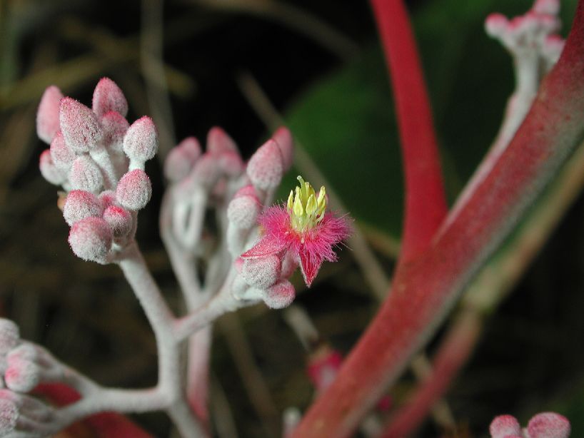 Tiliaceae Petenaea cordata