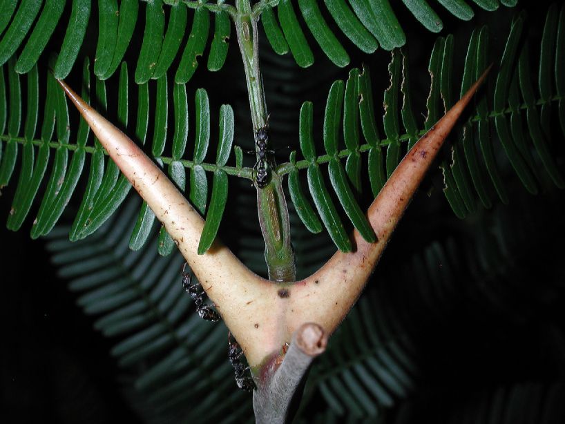 Fabaceae Acacia cornigera