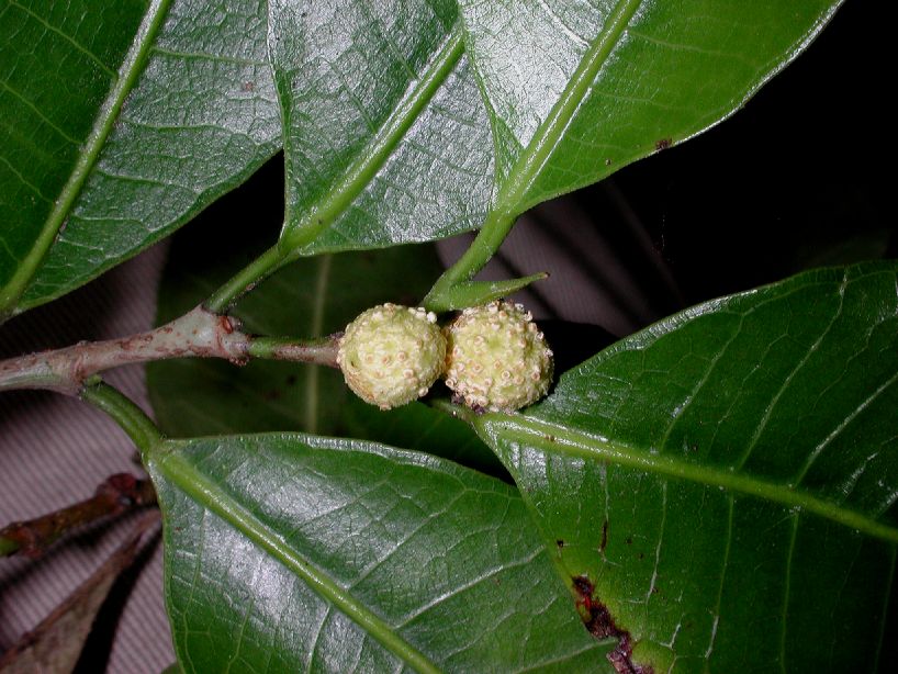 Moraceae Brosimum alicastrum