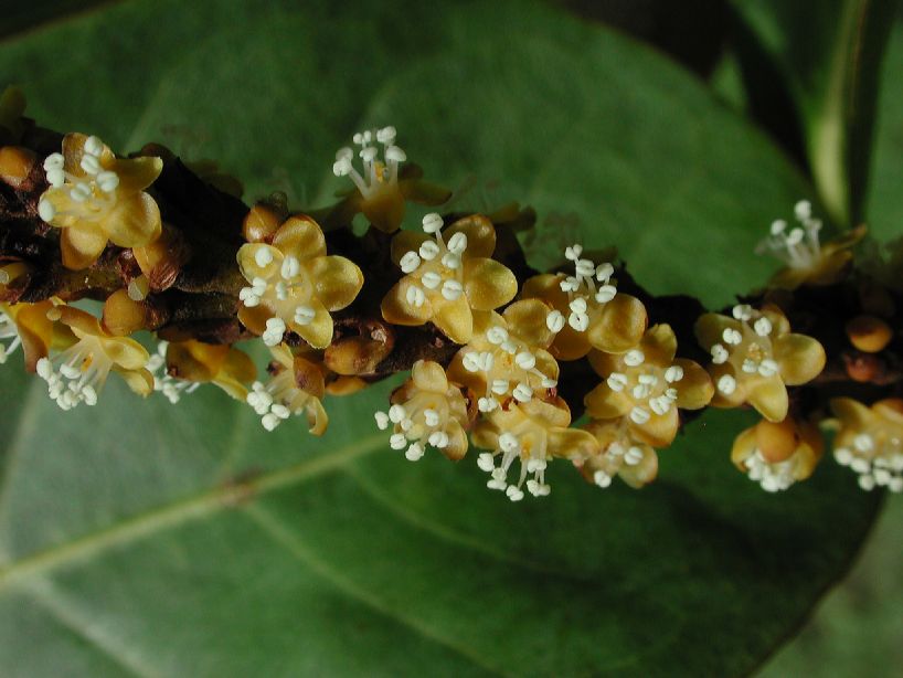 Polygonaceae Coccoloba nervosa