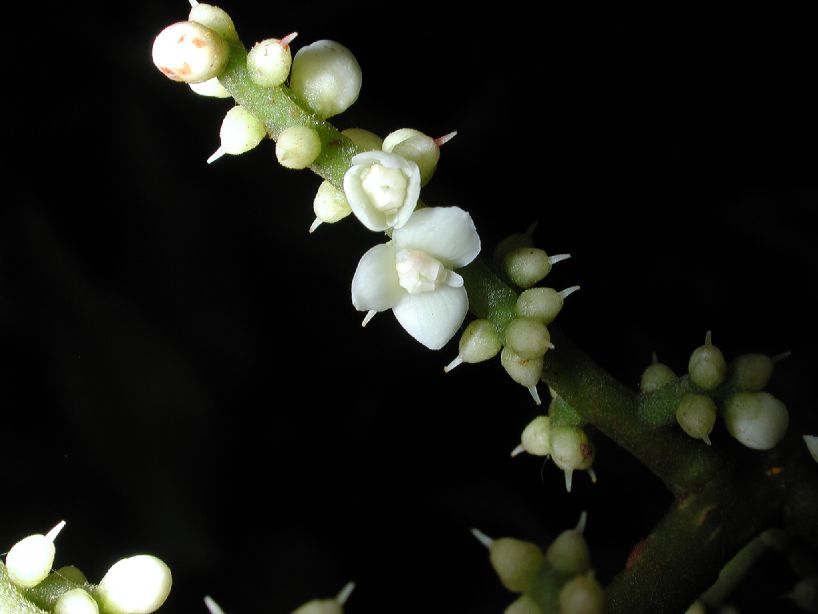 Sabiaceae Meliosma vernicosa