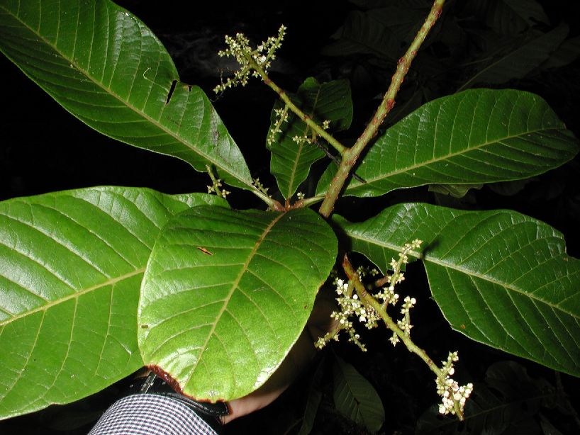 Sabiaceae Meliosma vernicosa