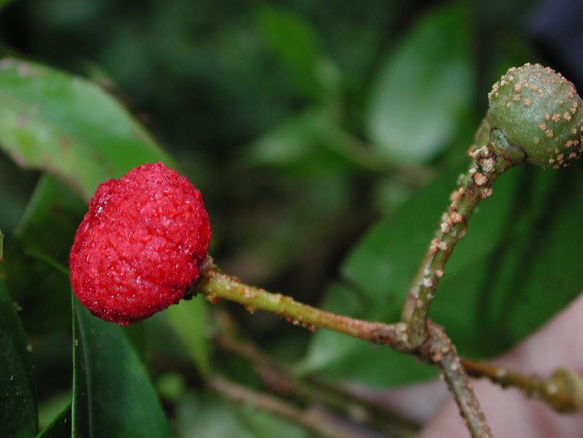 Marcgraviaceae Norantea brenesii