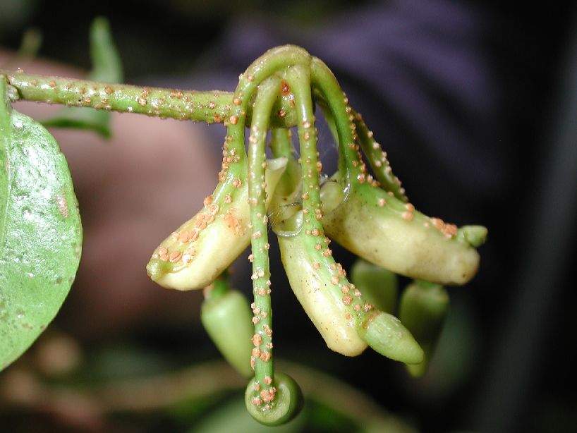 Marcgraviaceae Norantea brenesii