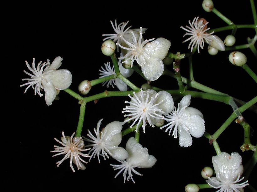 Clusiaceae Chrysochlamys glauca