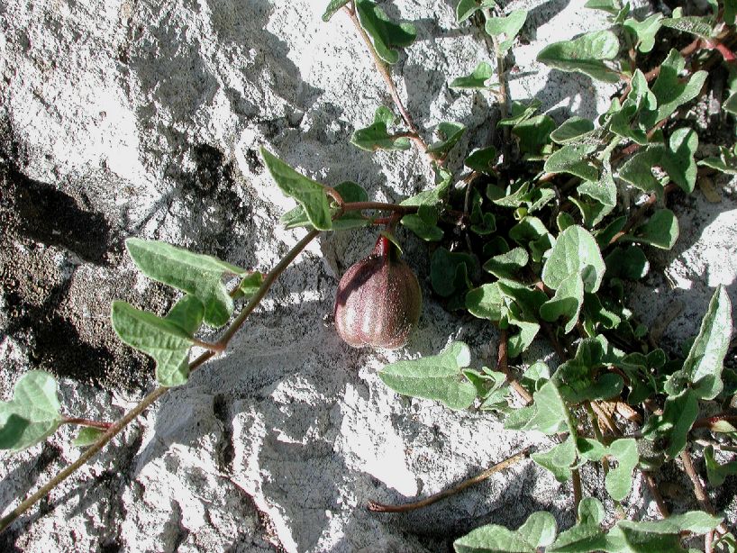 Aristolochiaceae Aristolochia pueblana