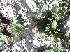 image of Aristolochia pueblana