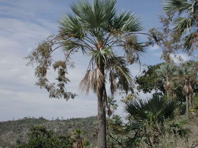 Arecaceae Brahea nitida