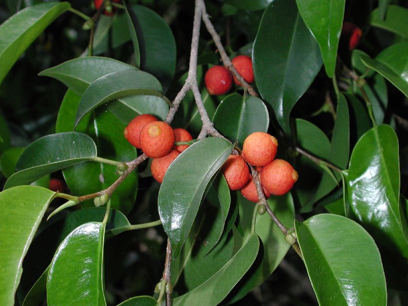 Moraceae Ficus benjamina