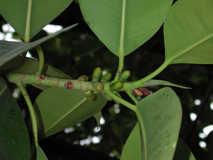 Moraceae Ficus elastica