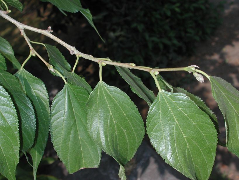 Moraceae Morus rubra