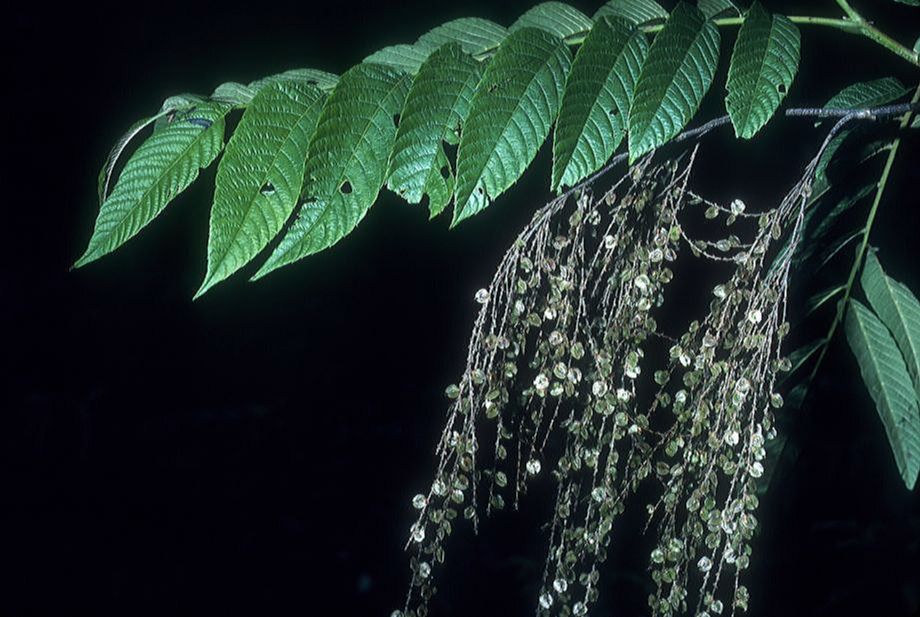 Juglandaceae Rhoiptelea chiliantha