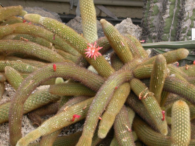 Cactaceae Cleistocactus winteri