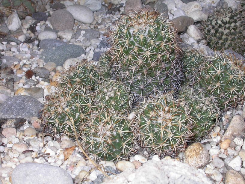 Cactaceae Coryphantha retusa