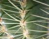image of Echinocactus grusonii