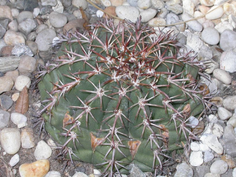 Cactaceae Melocactus conoideus