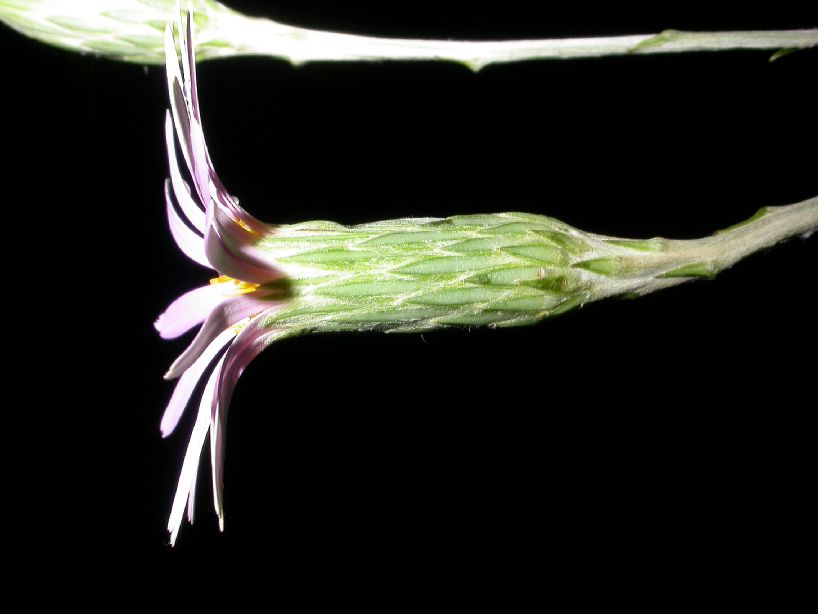 Asteraceae Onoseris weberbaueri