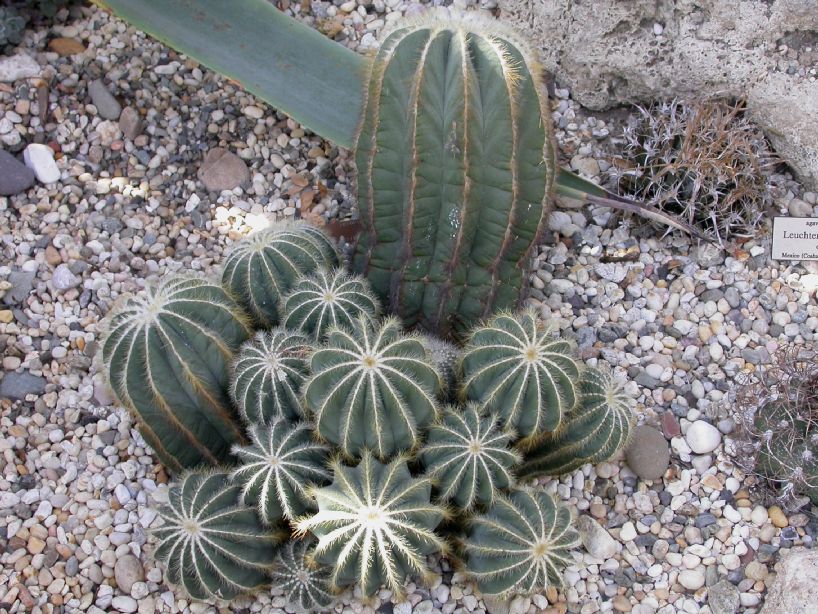 Cactaceae Parodia magnifica