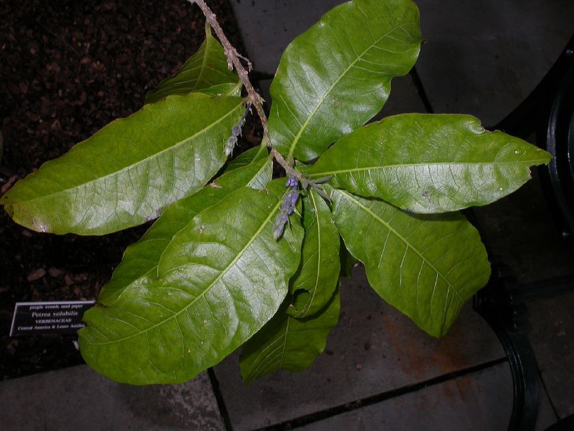 Verbenaceae Petrea volubilis