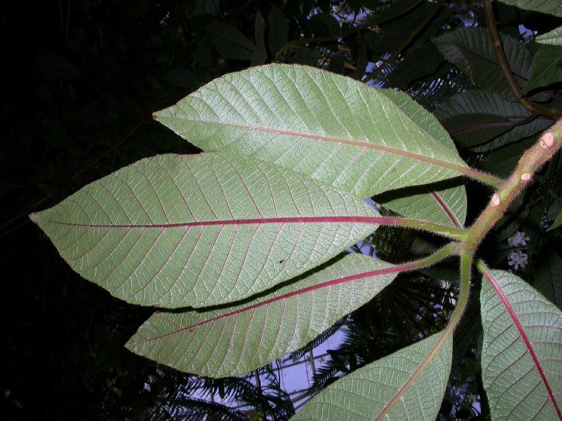 Actinidiaceae Saurauia madrensis
