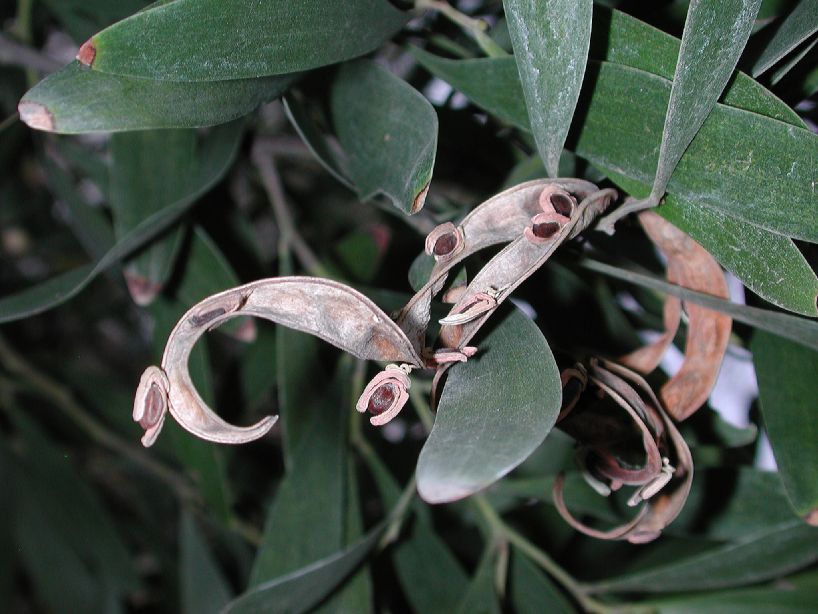 Fabaceae Acacia melanoxylon