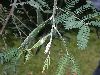 image of Acacia melanoxylon