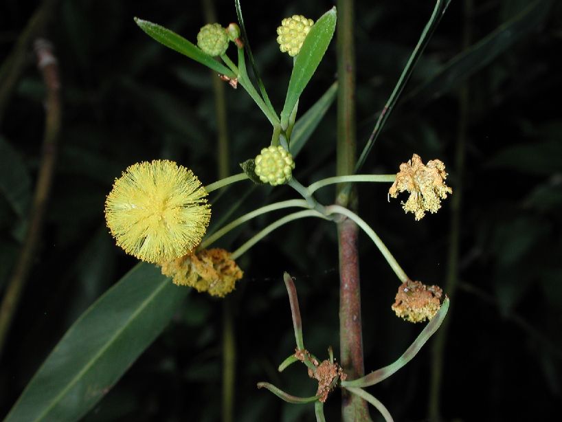 Fabaceae Acacia retinodes