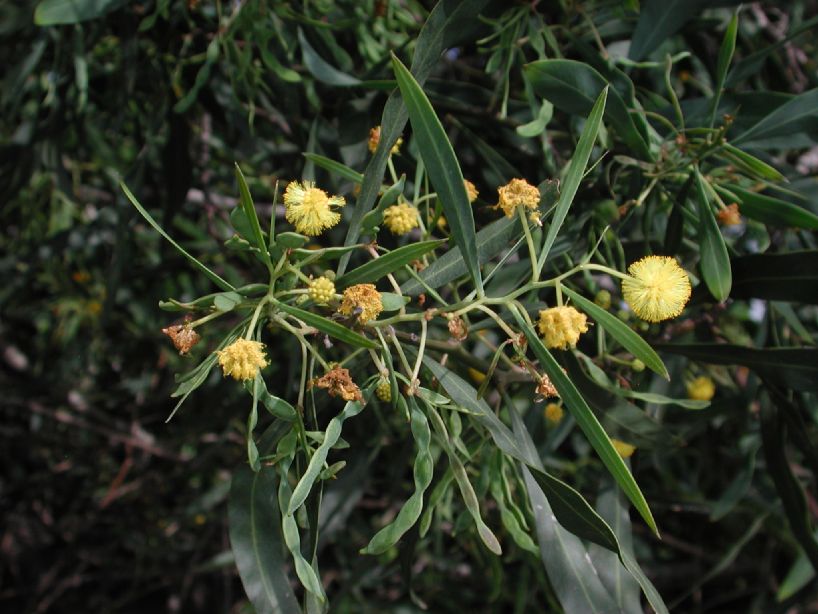Fabaceae Acacia retinodes