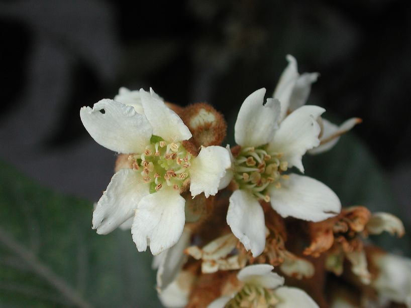 Rosaceae Eriobotrya japonica