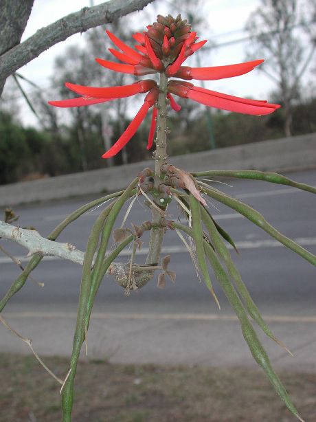 Fabaceae Erythrina americana
