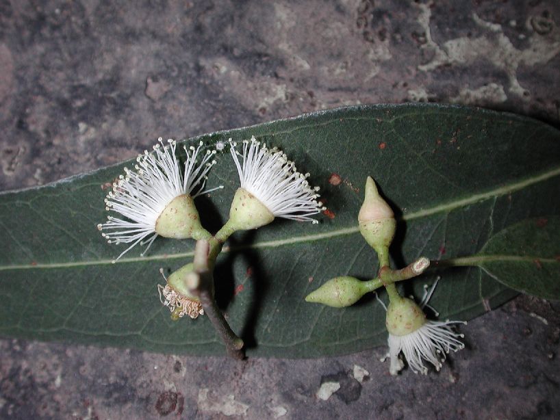 Myrtaceae Eucalyptus camaldulensis