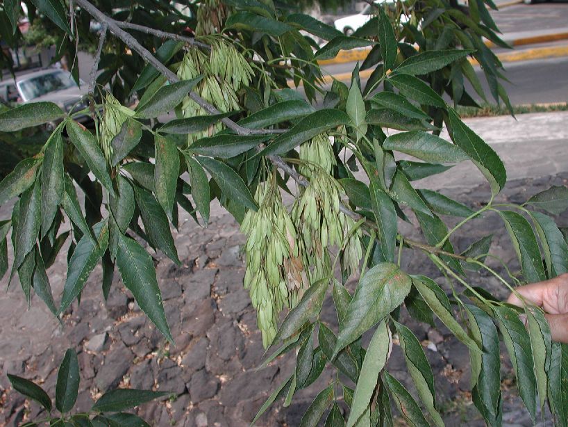 Oleaceae Fraxinus uhdei