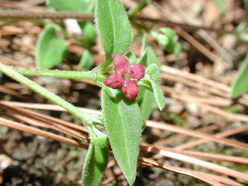 Rubiaceae Galium 