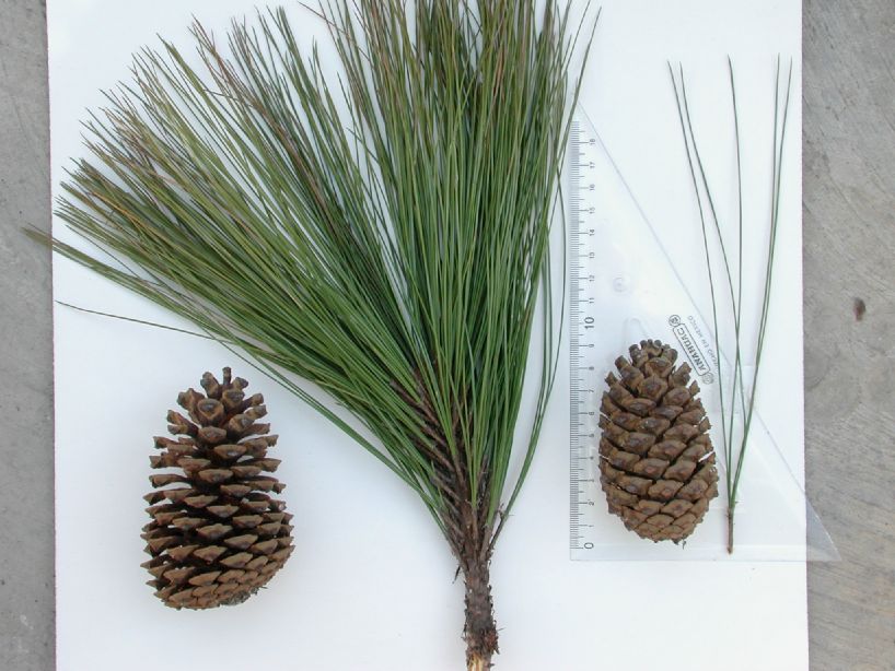 Pinaceae Pinus douglasiana