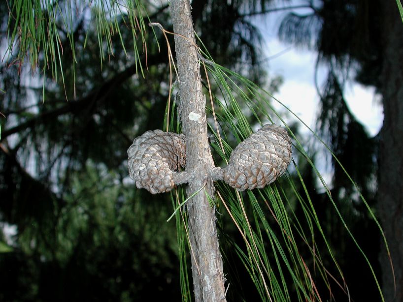 Pinaceae Pinus patula